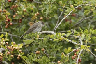 Eurasian blackcap (Sylvia atricapilla) adult female bird in a Hawthorn hedgerow with red berries in