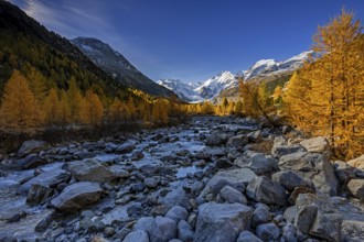 River, larch forest, autumn color, autumn, mountains, glaciers, morning light, Morteratsch Valley,