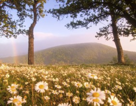 A sunlit meadow with daisies against a forest backdrop under a blue sky, Late summer country