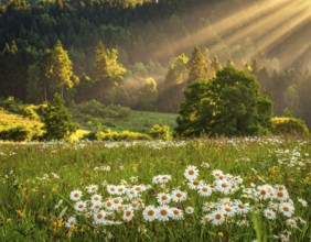 A sunlit meadow with daisies against a forest backdrop under a blue sky, Late summer country