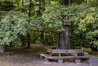 Large tree with wooden bench, nestled in the shady forest, offers a quiet place to relax, The