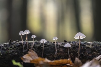 Helmlinge (Mycena), Emsland, Lower Saxony, Germany