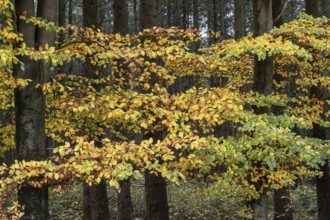Beech forest (Fagus sylvatica) in autumn leaves, Emsland, Lower Saxony, Germany