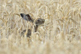 European brown hare (Lepus europaeus) adult animal feeding on a wheat sheath in a farmland field in