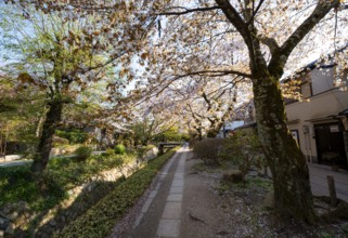 Footpath along a canal, cherry blossoms in spring, Philosopher's Path or Tetsugaku no michi, Kyoto,