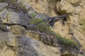 Peregrine falcon (Falco peregrinus), Peregrine falcon, flying with prey on a rock wall, biosphere