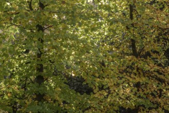 Beech trees (Fagus sylvatica) in autumn leaves, Emsland, Lower Saxony, Germany