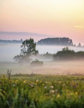A misty field at sunrise with soft light illuminating trees and greenery, creating a serene