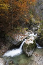 Stream in autumn in the Nothklamm, Gams, Palfau, Hieflau, Styria, Austria