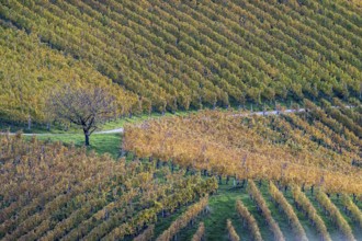 Typical landscape in autumn with vineyards, South Styrian hills, South Styrian wine route, Styria,