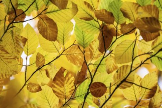 Yellow-brown colored beech leaves, autumn, Stuttgart, Germany