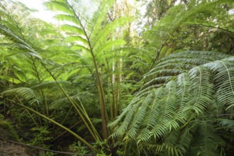 The impressive royal fern Angiopteris evecta in the tropical rainforest of Queensland Australia