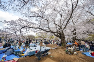 Japanese people picnicking under cherry blossoms in Yoyogi Park, Hanami Festival, Shibuya District,