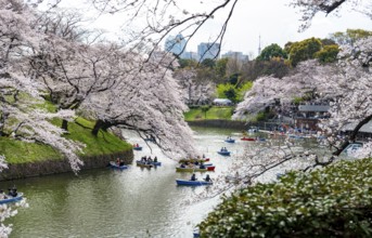 Chidorigafuchi Canal with rowing boats, blooming cherry trees on the shore, castle moat, Japanese