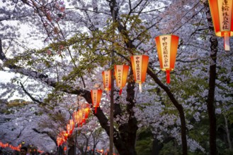 Blooming cherry trees and illuminated lanterns with Japanese writing in the evening, Hanami