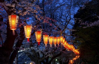 Blooming cherry trees and illuminated lanterns with Japanese lettering in the evening, blue hour,