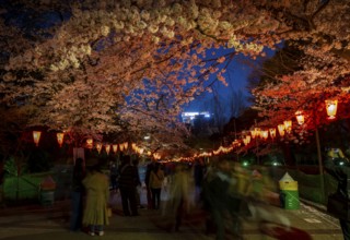 People walking through the park, blooming cherry trees and illuminated lanterns with Japanese