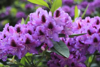 Rhododendron flowers (Rhododendron), North Rhine-Westphalia, Germany