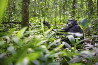 Chimpanzee (Pan Troglodytes) among green leaves, adult male among leaves in the jungle, Kibale