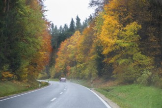 Mixed forest in autumn colors in Franconia on the B2 Nuremberg-Bayreuth, Upper Franconia, Bavaria,