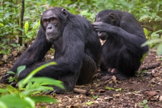 Two chimpanzees (Pan Troglodytes), adult male spawning, grooming in the jungle, Kibale National
