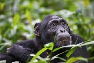 Animal portrait, chimpanzee (Pan Troglodytes) looking longingly, hopeful, adult male between leaves