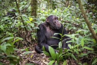 Chimpanzee (Pan Troglodytes), male on the ground, jungle in Kibale National Park, Uganda