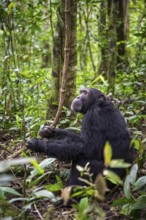 Chimpanzee (Pan Troglodytes), male on the ground, jungle in Kibale National Park, Uganda