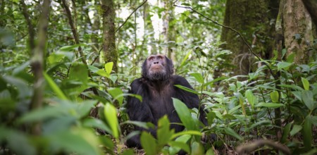 Chimpanzee (Pan Troglodytes), male looking up with hope, jungle in Kibale National Park, Uganda