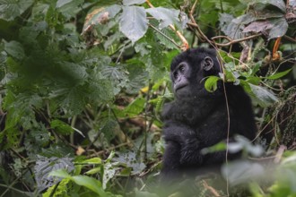 Mountain gorilla (Gorilla beringei beringei), juvenile, Bwindi Impenetrable Forest, Uganda