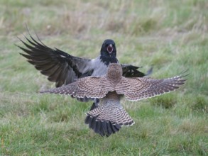 Dispute between a Common Kestrel (Falco tinnunculus) and a hooded crow (Corvus cornix), Berlin,