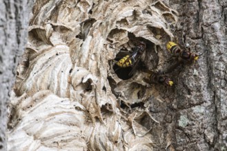 Hornissen (Vespa crabro), Emsland, Lower Saxony, Germany