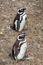 Two penguins stand side by side on a rocky ground, The Magellanic Penguin (Spheniscus magellanicus)