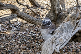 A penguin rests hidden between branches and a tree trunk, The Magellanic Penguin (Spheniscus