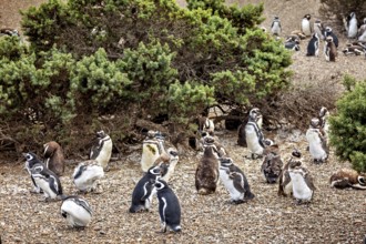 Large cluster of penguins surrounded by shrubs, The Magellanic Penguin (Spheniscus magellanicus)