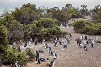 Densely packed numbers of penguins spread around shrubs near the coast, the Magellanic penguin