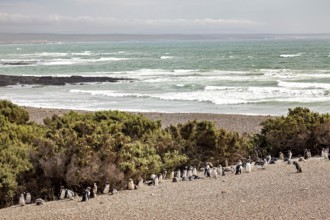 A group of penguins stand on the edge of a beach overlooking the sea, The Magellanic Penguin
