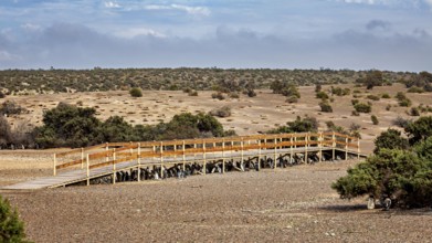 Wooden walkway snakes through a vast dry landscape, The Magellanic Penguin (Spheniscus