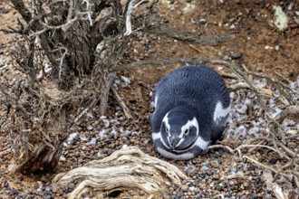 A penguin lies calmly under the roots of a bush, The Magellanic Penguin (Spheniscus magellanicus)