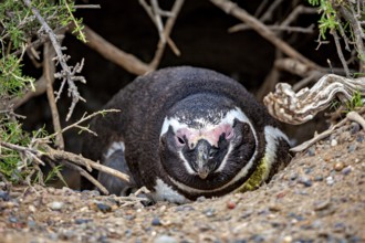 Penguin crouches sheltered in a hollow or burrow, The Magellanic penguin (Spheniscus magellanicus)