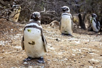 Close-up of penguins on desert-like ground, The Magellanic Penguin (Spheniscus magellanicus) from