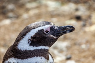 Close-up of a penguin head with detailed plumage, The Magellanic Penguin (Spheniscus magellanicus)
