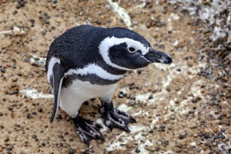 A penguin stands on pebbles and looks up, The Magellanic Penguin (Spheniscus magellanicus) from