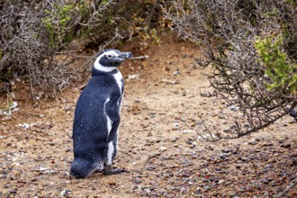 A single penguin stands next to bushes on sandy soil, The Magellanic Penguin (Spheniscus