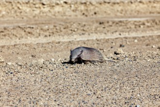 An armadillo lies alone in a sandy desert landscape, the brown-bristled armadillo (Chaetophractus