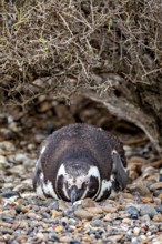 A penguin lies camouflaged under bushy undergrowth on pebbles, The Magellanic Penguin (Spheniscus