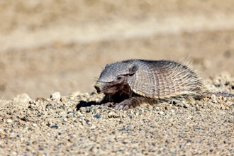 A solitary armadillo rests on sandy soil in a desert, The brown-bristled armadillo (Chaetophractus