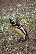 A penguin stands upright with wings wide open on pebbles, The Magellanic Penguin (Spheniscus