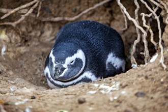 A penguin rests peacefully in an earthy cave surrounded by roots, The Magellanic Penguin