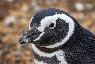 Close-up of a penguin portrait with clear details of the head, The Magellanic Penguin (Spheniscus
